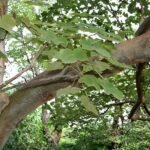 Buy sterculia urens, annanvazhukki, kithondi, paravakka, 
theethondi, thondi, kateera - gum, katira, kulu, sterculia gum, 
ghost tree, vellai boothalam, white boothaley - Live plant online 
shopping for sale
