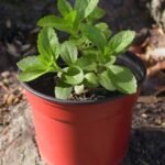 Buy Stevia, Sweet Tulsi, சீனி துளசி, 
சக்கரை துளசி - Live Plant Online Shopping 
for Sale