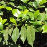Buy sand paper tree, prayan, pirayan, kuttipala, siamese rough bush, baranika, streblus asper, karchanna, paraai, kettai nakshathra plant - Live Plant Online Shopping for Sale