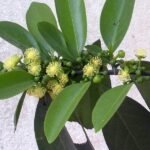 Buy Suregada, kurudu nandi, Kaaru guggilam, Velidabba, suregada 
angustifolia - live plant shopping online for sale