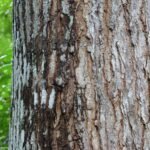 Buy Swietenia macrophylla - Live Plant Online Shopping for Sale