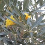 Buy Tabebuia argentea - Live Plant Online Shopping for Sale