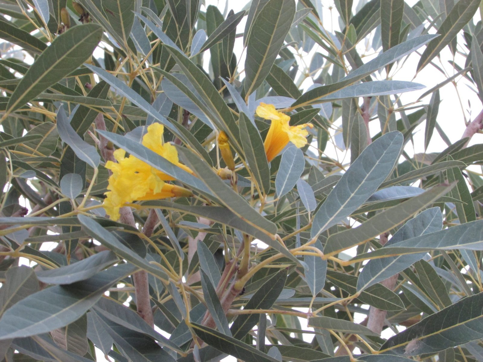Tabebuia_argentea-scaled-1.jpg Buy Tabebuia argentea - Live Plant Online Shopping for Sale - Image 1