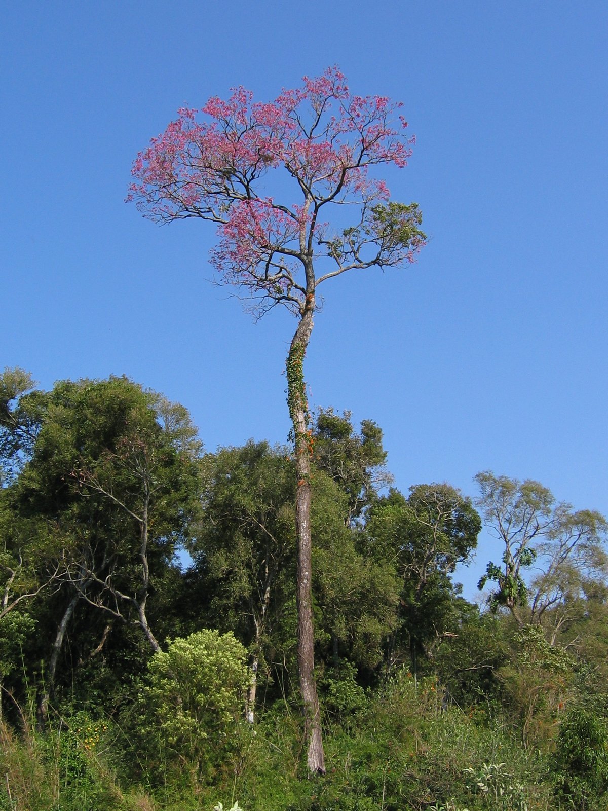 Tabebuia_avellanedae.jpg Buy Tabebuia avellanedae - Live Plant Online Shopping for Sale - Image 1