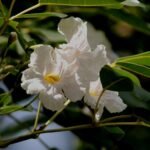 Buy Tabebuia pallida - Live Plant Online Shopping for Sale