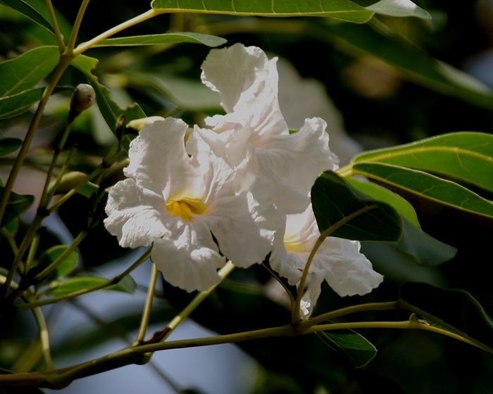 Tabebuia_pallida_flowers_in_Secunderabad2C_AP_W_IMG_6694.jpg Buy Tabebuia pallida - Live Plant Online Shopping for Sale - Image 1