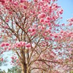 Buy Tabebuia rosea - Live Plant Online Shopping for Sale