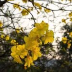 Buy Tabebuia spectabalis - Live Plant Online Shopping for Sale