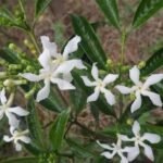 Buy Tabernaemontana crispa - Live Plant Online Shopping for Sale