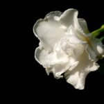Buy Ervatamia - dwarf - Live Plant Online Shopping for Sale