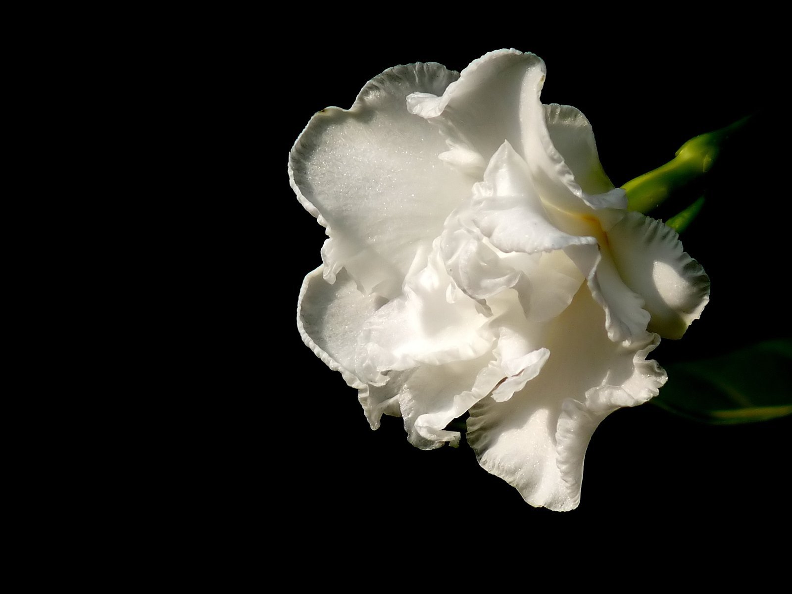 Tabernaemontana_divaricata_by_kadavoor.jpg Buy Ervatamia - dwarf - Live Plant Online Shopping for Sale - Image 1