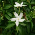 Buy Tabernaemontana - Dwarf  - Live Plant Online Shopping for 
Sale