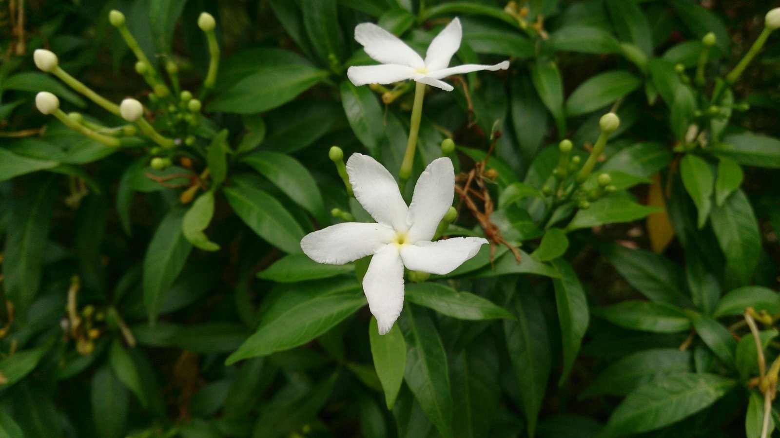 Tabernaemontana_dwarf-scaled-1.jpg Buy Tabernaemontana - Dwarf - Live Plant Online Shopping for
Sale - Image 1