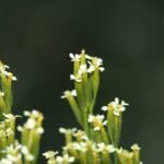 Buy Tagetus minuta - Live Plant Online Shopping for Sale