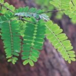 Buy Tamarindus indica - Live Plant Online Shopping for Sale