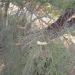 Buy Tamarix aphylla - Live Plant Online Shopping for Sale