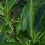 Buy Jatropha sp - Live Plant Online Shopping for Sale