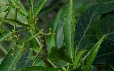 Tamilnadu-Jatropha-1.jpg Buy Jatropha sp - Live Plant Online Shopping for Sale - Image 1