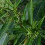 Buy Jatropha maheshwari - Live Plant Online Shopping for Sale