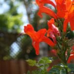 Buy Tecoma capensis - Live Plant Online Shopping for Sale