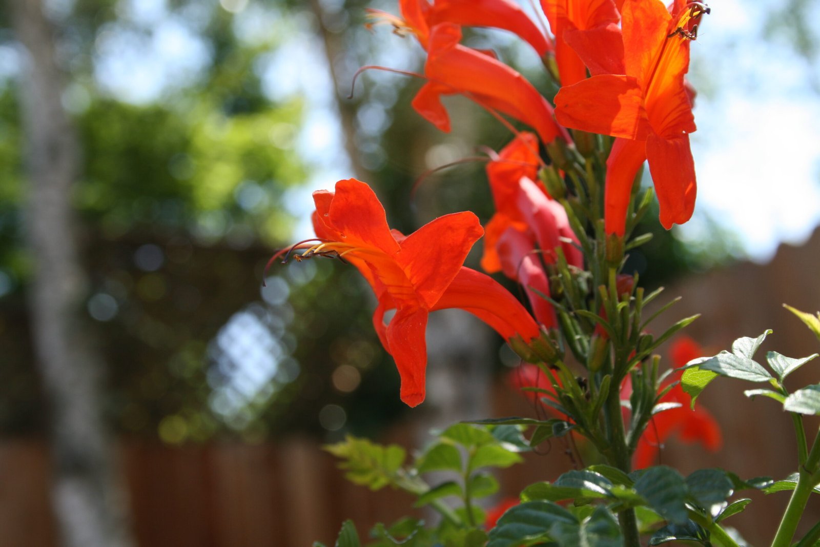 Tecoma_capensis-scaled-1.jpg Buy Tecoma capensis - Live Plant Online Shopping for Sale - Image 1
