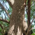 Buy Tecoma undulata - Live Plant Online Shopping for Sale