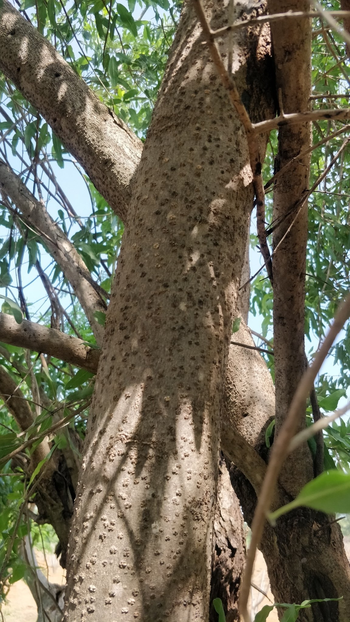 Tecoma_undulata___Tecomella_undulata.jpg Buy Tecoma undulata - Live Plant Online Shopping for Sale - Image 1
