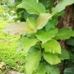 Buy Tectona grandis - Live Plant Online Shopping for Sale