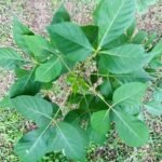 Buy Terminalia tomentosa - Live Plant Online Shopping for Sale