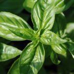 Buy Thai basil, thiruneetru pachilai - white flower, ocimum 
basilicum var, 
திருநீற்றுப்பச்சிலை - Live 
plant online shopping for sale