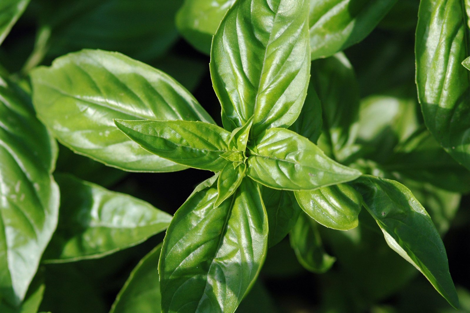 Thai_basil___Ocimum_basilicum-scaled-1.jpg Buy Thai basil, thiruneetru pachilai - white flower, ocimum
basilicum var,
திருநீற்றுப்பச்சிலை - Live
plant online shopping for sale - Image 1