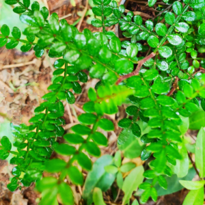 Thalai mahavilvam-26 leaves