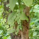 Buy Thalai mahavilvam, தலை மகாவில்வம் - 
26 leaves - Live plant online shopping for sale