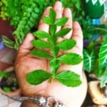 Buy Thalai vilvam, sivalinga vilvam, தலை 
வில்வம், சிவலிங்க 
வில்வம் - Live Plant Online Shopping for Sale