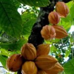 Buy Theobroma cacao - Live Plant Online Shopping for Sale