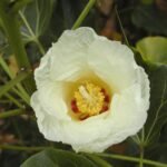 Buy Thespesia populnea - Uttara phalguni, uthiram, poovarasu, 
indian tulip tree, पारस पीपल, Paras Pipal - Live 
plant online shopping for sale