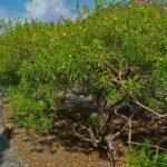 Buy Thevetia peruviana - Live Plant Online Shopping for Sale