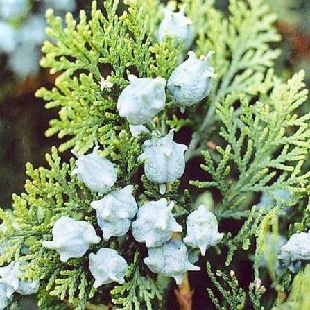 Thuja_orientalis.jpg Buy Thuja orientalis - Live Plant Online Shopping for Sale - Image 1