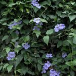 Buy Thunbergia grandiflora - Live Plant Online Shopping for Sale