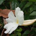 Buy Thunbergia erecta - Live Plant Online Shopping for Sale