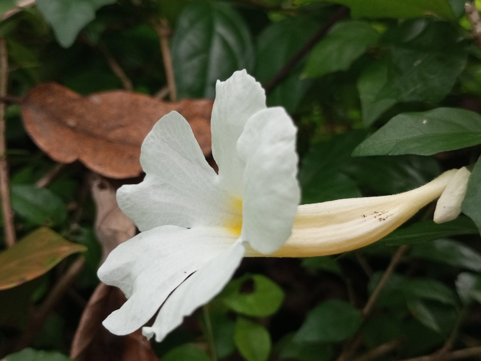Thunbergia_erecta-scaled-1.jpg Buy Thunbergia erecta - Live Plant Online Shopping for Sale - Image 1
