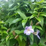 Buy Thunbergia laurifolia - Live Plant Online Shopping for Sale