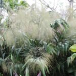 Buy Thysanolaena maxima - Live Plant Online Shopping for Sale