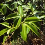 Buy Toddalia asiatica, Orange Climber, forest pepper, wild orange 
tree, जंगली कालीमिर्च, jangali 
kalimirch, காட்டுமிளகு, katumilagu,  
மிளகரணை, milagaranai, 
கிச்சிலிக்கரணை - Live plant online 
shopping for sale