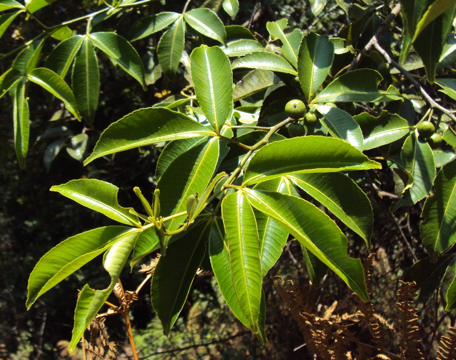 Toddalia_asiatica-scaled-1.jpg Buy Toddalia asiatica, Orange Climber, forest pepper, wild orange
tree, जंगली कालीमिर्च, jangali
kalimirch, காட்டுமிளகு, katumilagu,
மிளகரணை, milagaranai,
கிச்சிலிக்கரணை - Live plant online
shopping for sale - Image 1