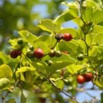 Buy Triphasia trifolia, lime berry - Live plant online shopping 
for sale