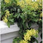 Buy Tristellateia australis - Live Plant Online Shopping for Sale