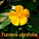 Buy Turnera ulmifolia, yellow alder, yellow buttercups, sage 
rose, cuban buttercup - Live plant online shopping for sale