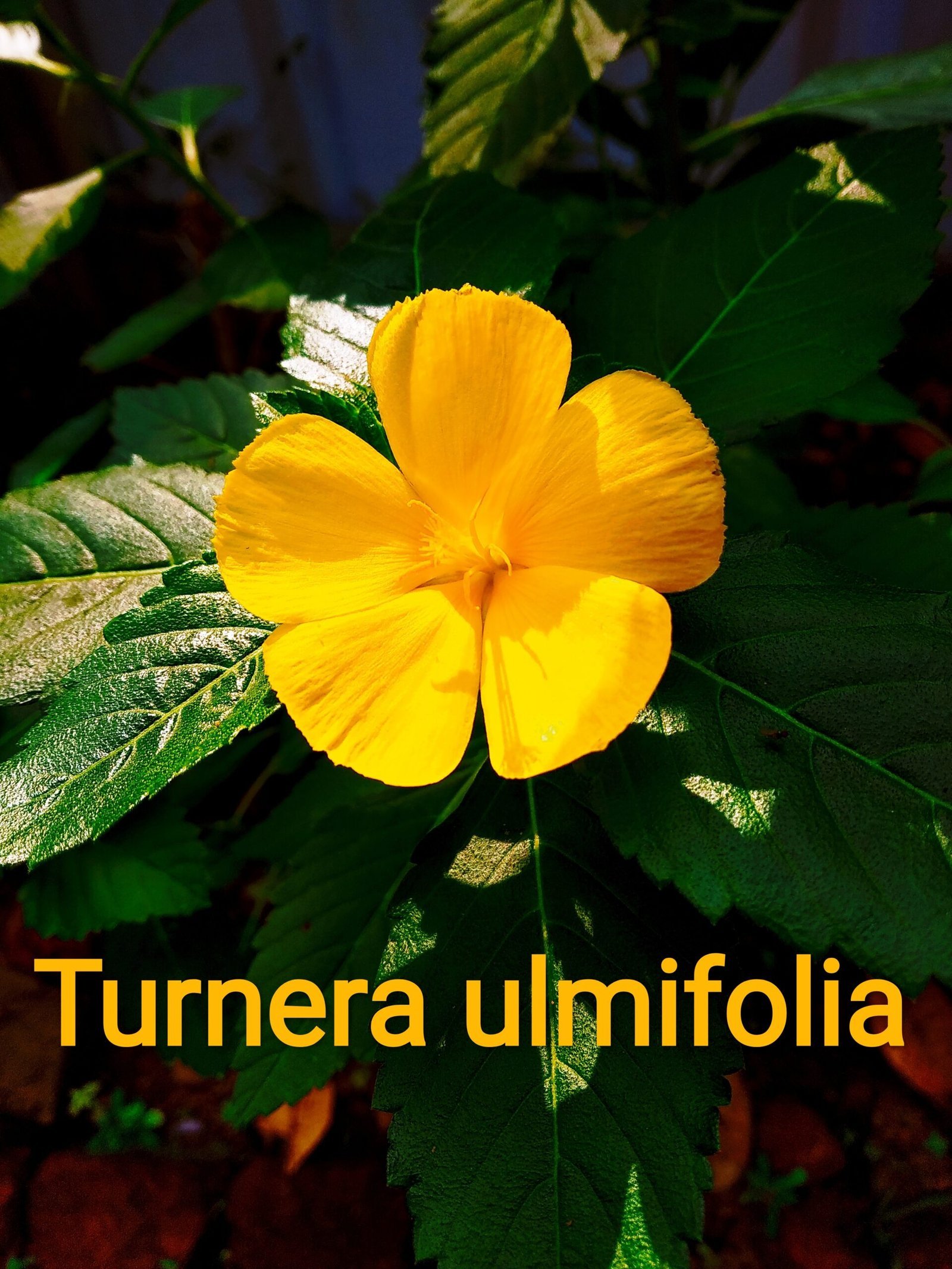Turnera_Ulmifolia-scaled-1.jpg Buy Turnera ulmifolia, yellow alder, yellow buttercups, sage
rose, cuban buttercup - Live plant online shopping for sale - Image 1