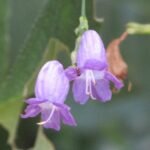 Buy Stenosiphonium russelinium - Live Plant Online Shopping for 
Sale